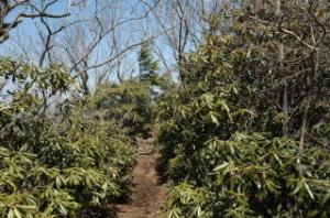 シャクナゲの生い茂る登山道